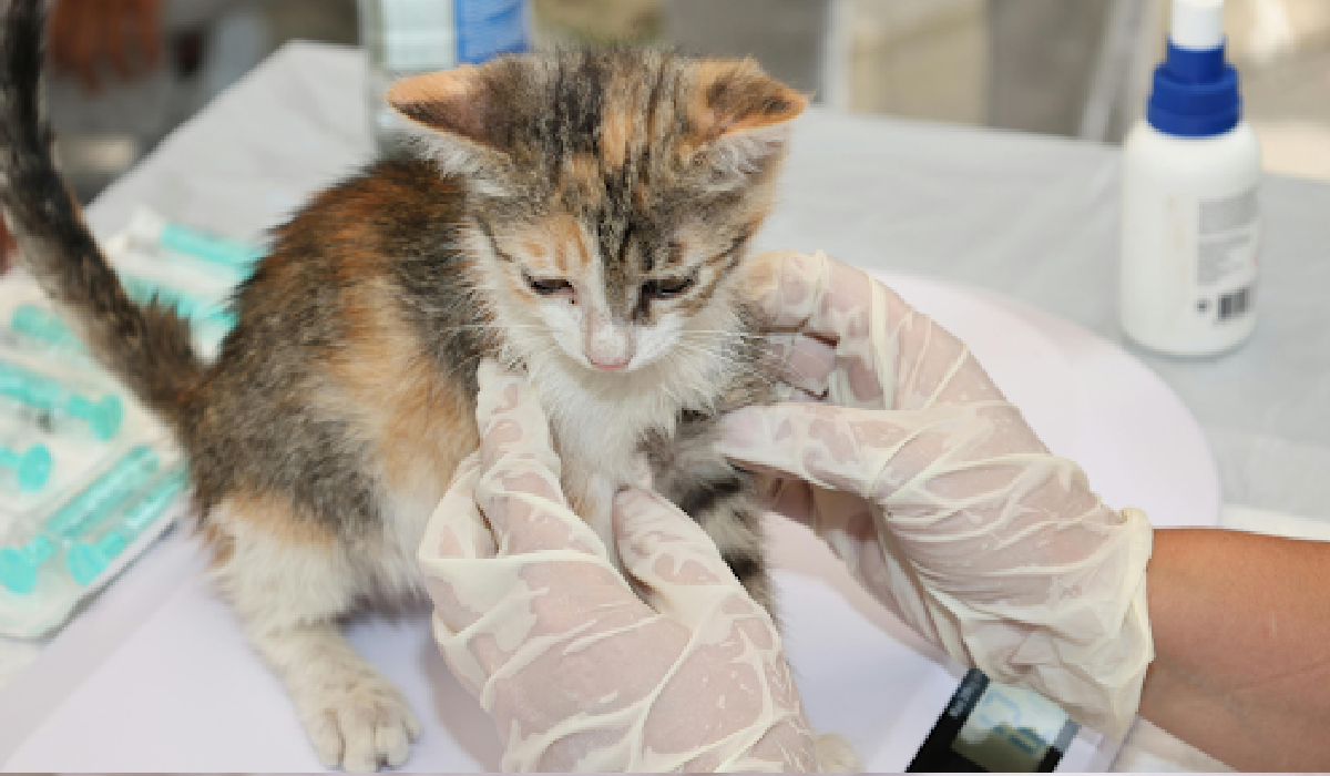 What Students Actually Learn in a Veterinary Science Summer Program